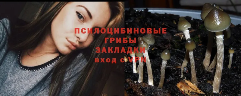 Псилоцибиновые грибы Psilocybine cubensis  Яранск 